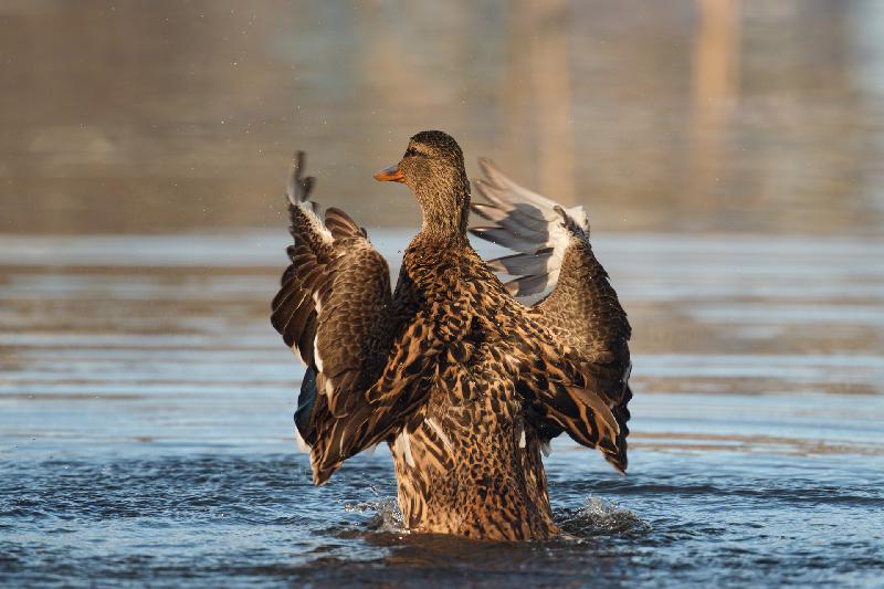 Stockente stellt sich auf