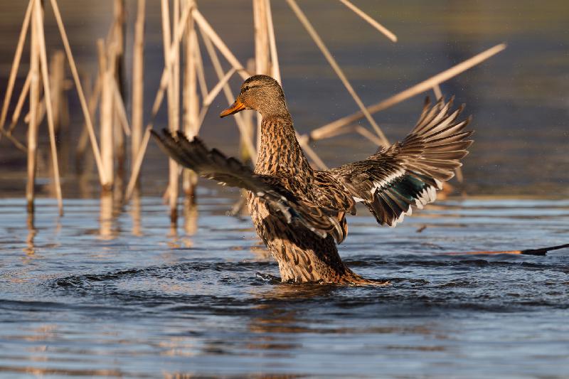 Stockente stellt sich auf