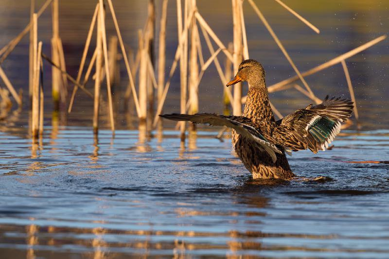 Stockente stellt sich auf