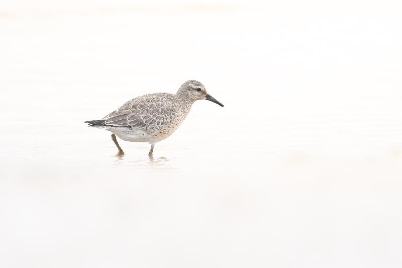 Strandläufer