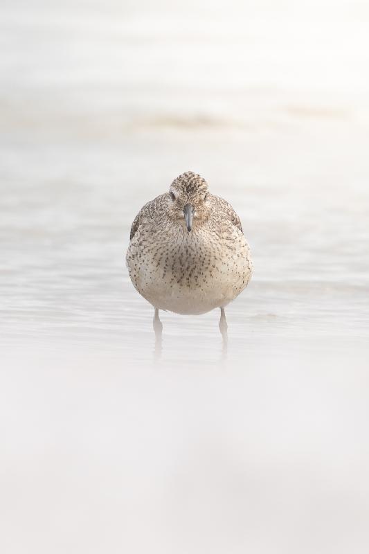 Strandläufer