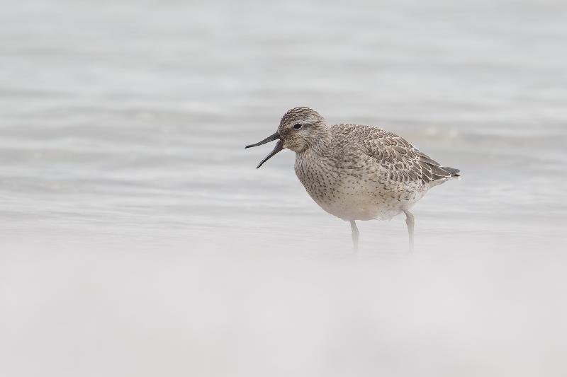 Strandläufer