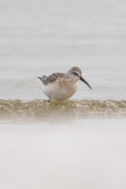Strandläufer