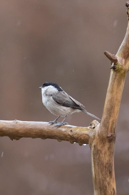 Sumpfmeise an der Futterstelle