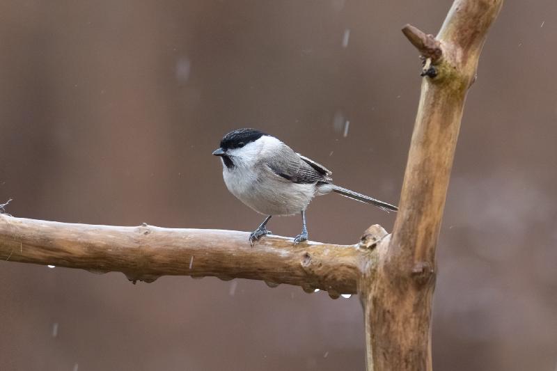 Sumpfmeise an der Futterstelle