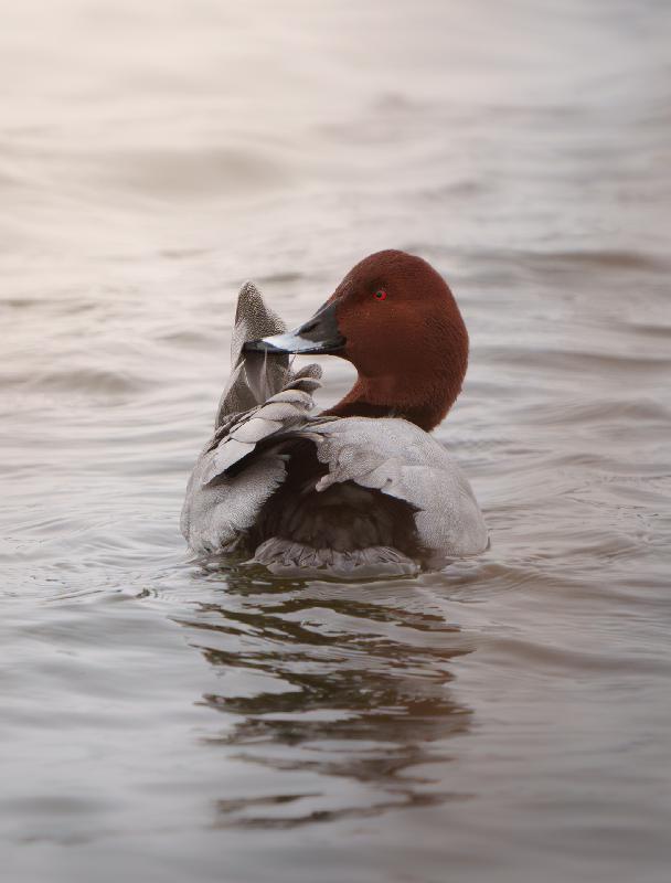 Tafelente auf dem Mühlenteich