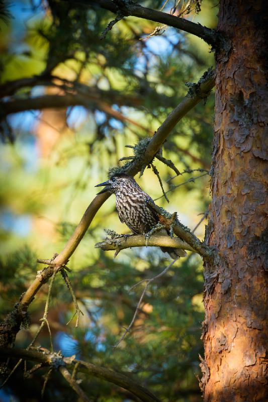 Tannenhäher in Kiefer