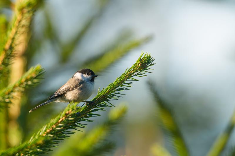 Tannenmeise in Schweden