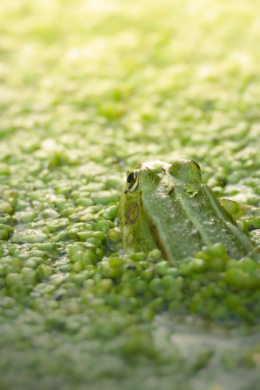 Teichfrosch im Mühlenteich