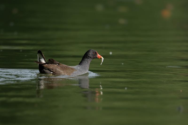 Teichhuhn beim Frühstück