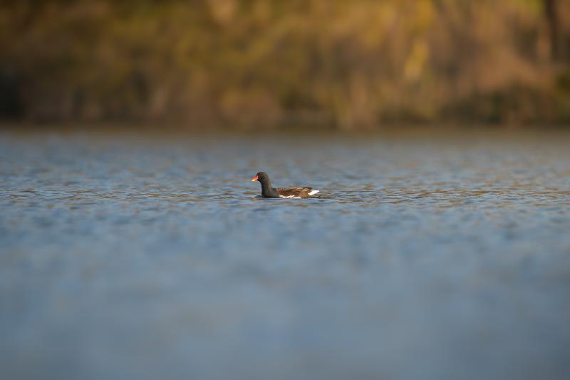 Teichralle auf dem Jungfernteich