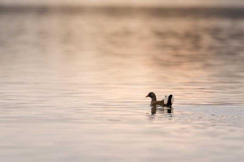 Teichralle auf dem Mühlenteich