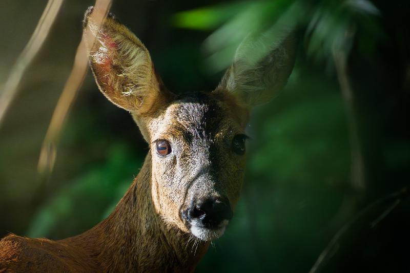Tief in die Augen geschaut