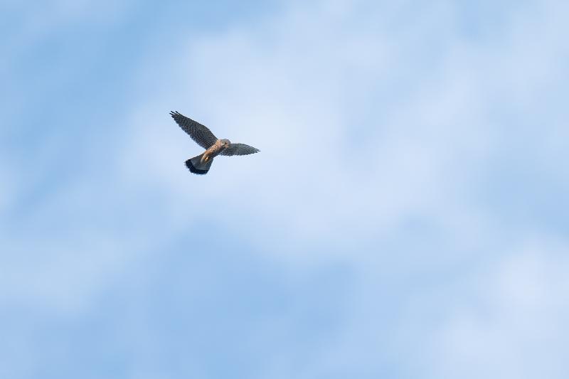Turmfalke