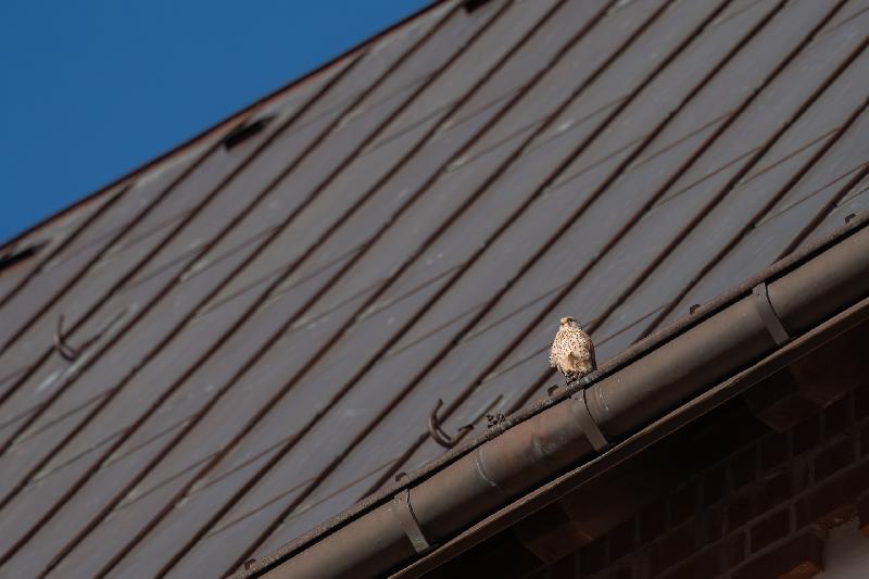 Turmfalke an der Georgenkirche