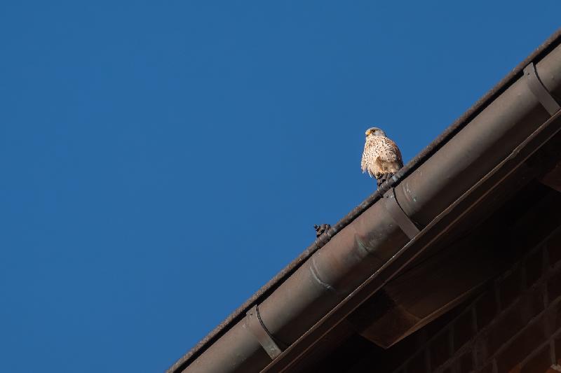 Turmfalke an der Georgenkirche