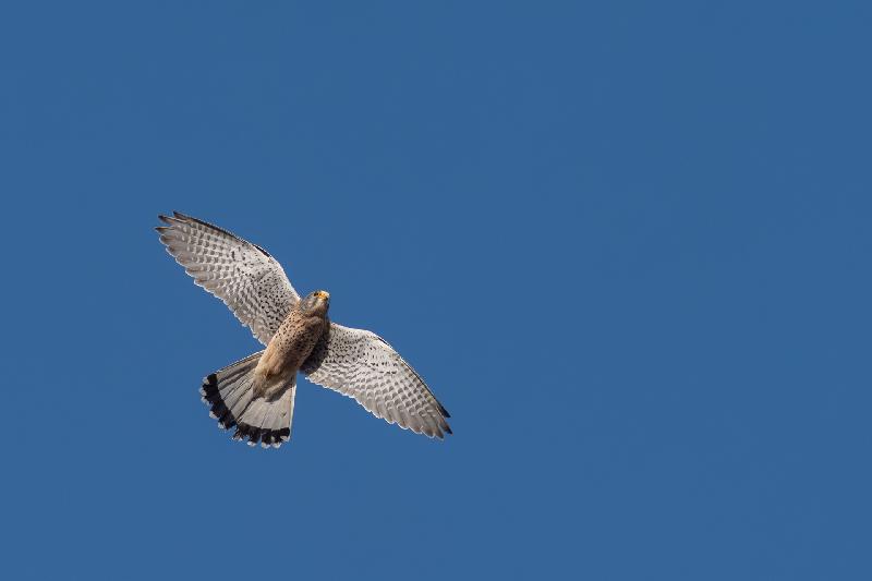 Turmfalke an der Georgenkirche