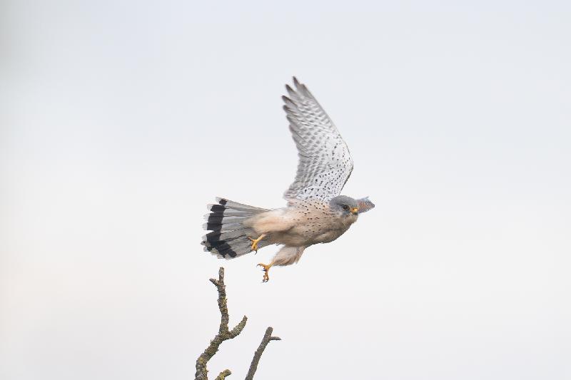 Turmfalke beim Abflug
