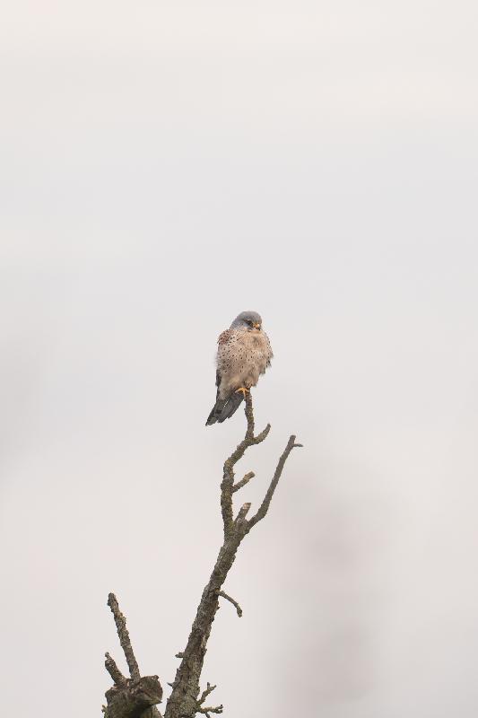 Turmfalke beim Ansitz