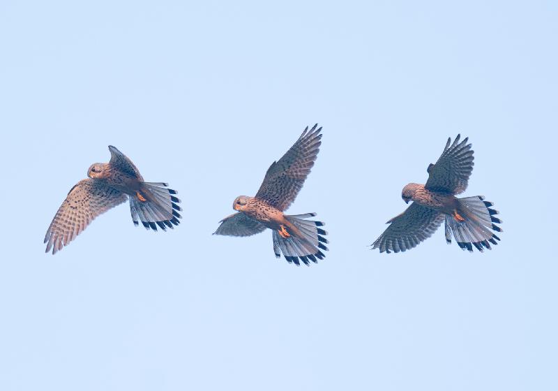 Turmfalke beim Rütteln