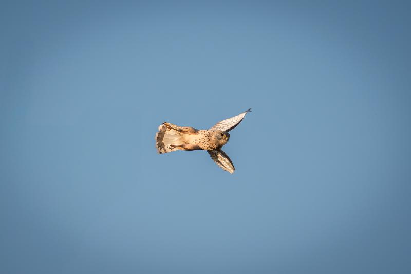 Turmfalke kurz nach dem Abflug vom Baum