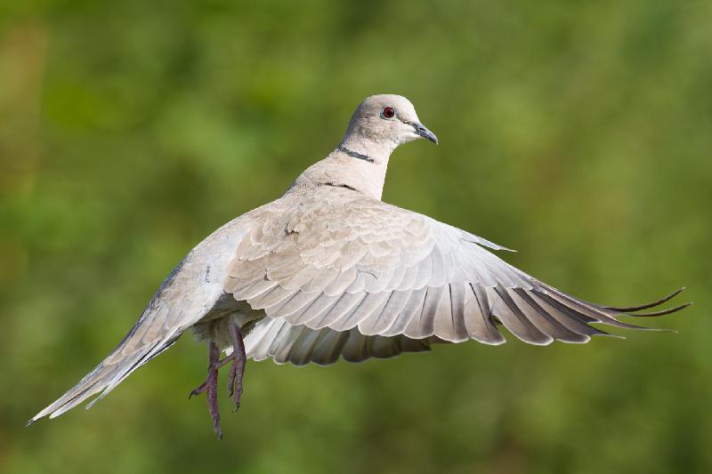 Türkentaube hebt ab
