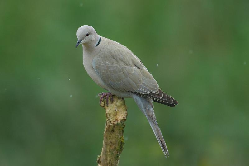 Türkentaube im Garten