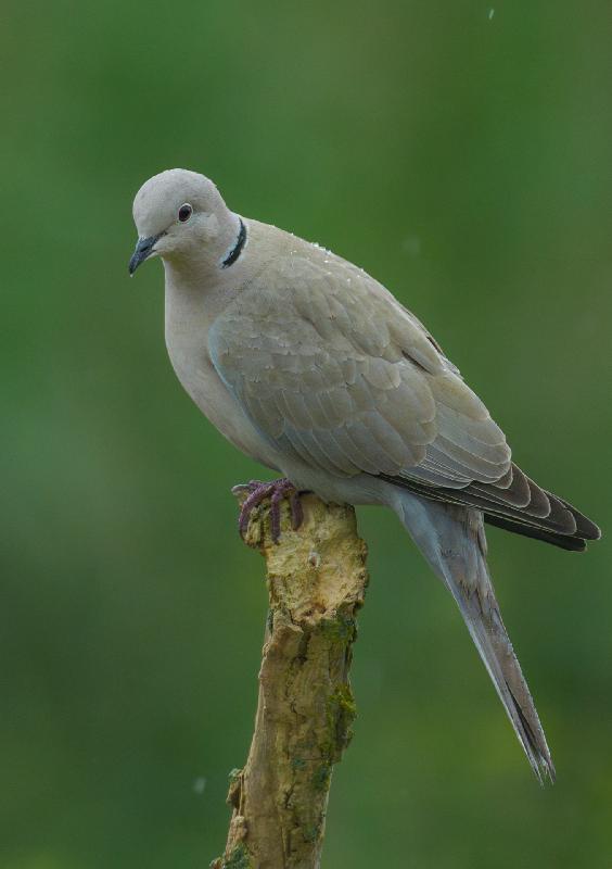 Türkentaube im Garten