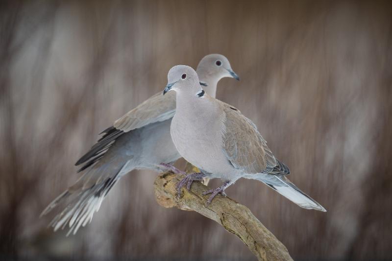 Türkentauben im Garten