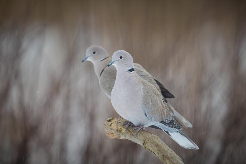 Türkentauben im Garten