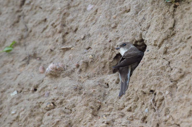 Uferschwalbe am Nest an der Steilklippe