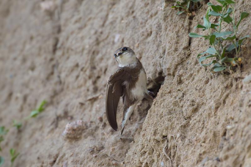 Uferschwalbe am Nest an der Steilklippe