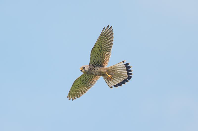 Überflug des Falken