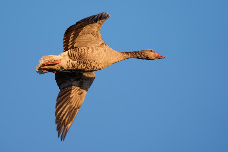 Überflug einer Graugans