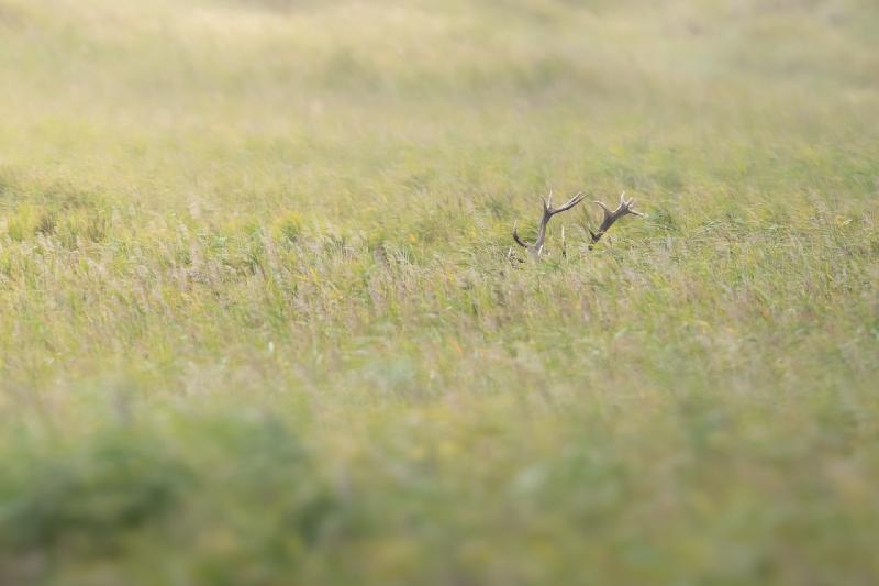 Versteckt im Gras