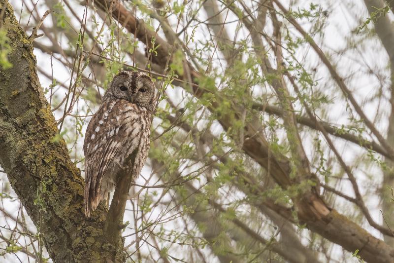 Waldkauz passt auf den Nachwuchs auf