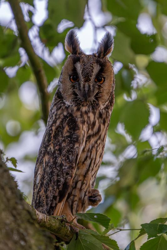 Waldohreule in Birke I