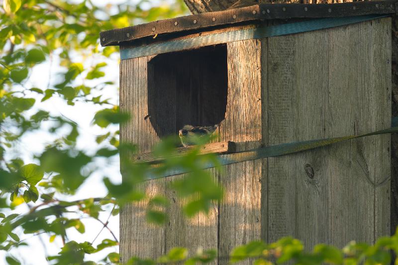 Waschbär hat es sich in einem alten Entenkasten bequem gemacht