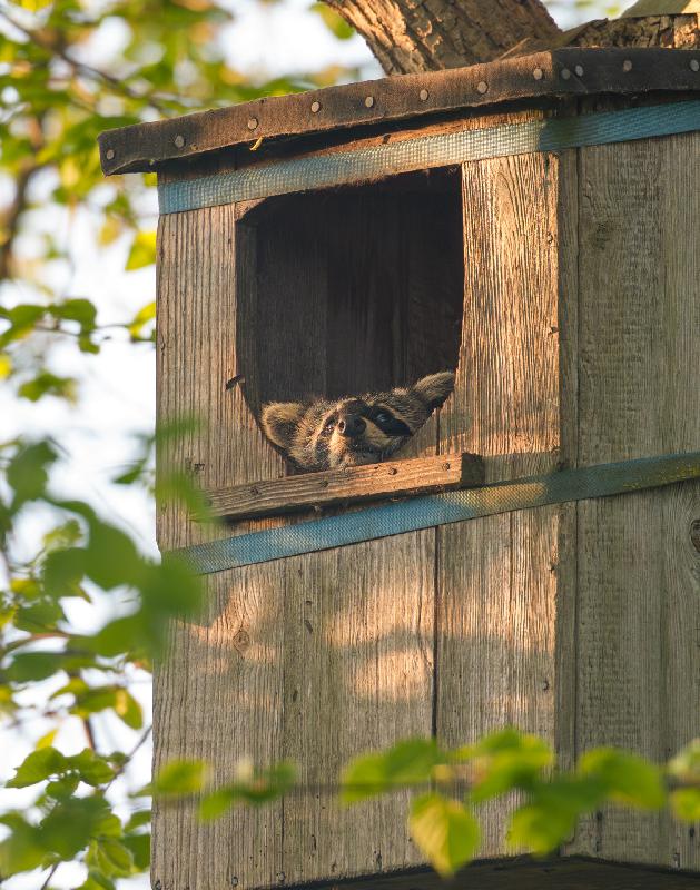 Waschbär hat es sich in einem alten Entenkasten bequem gemacht