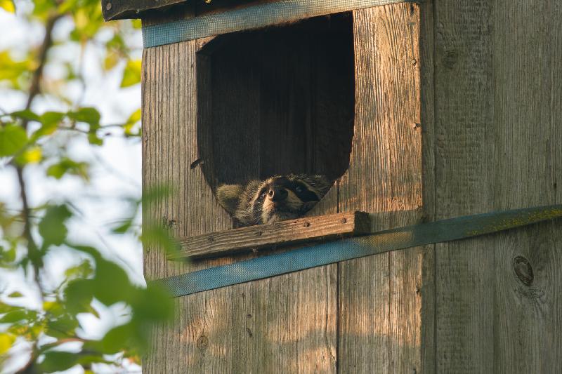 Waschbär hat es sich in einem alten Entenkasten bequem gemacht