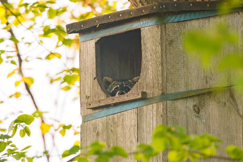 Waschbär hat es sich in einem alten Entenkasten bequem gemacht