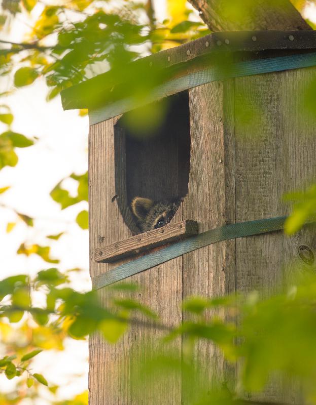 Waschbär hat es sich in einem alten Entenkasten bequem gemacht
