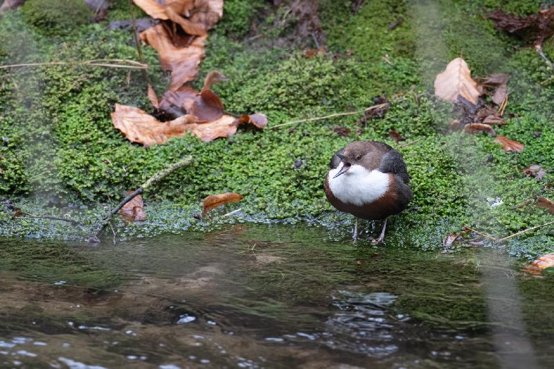 Wasseramsel an der Kirnitzsch