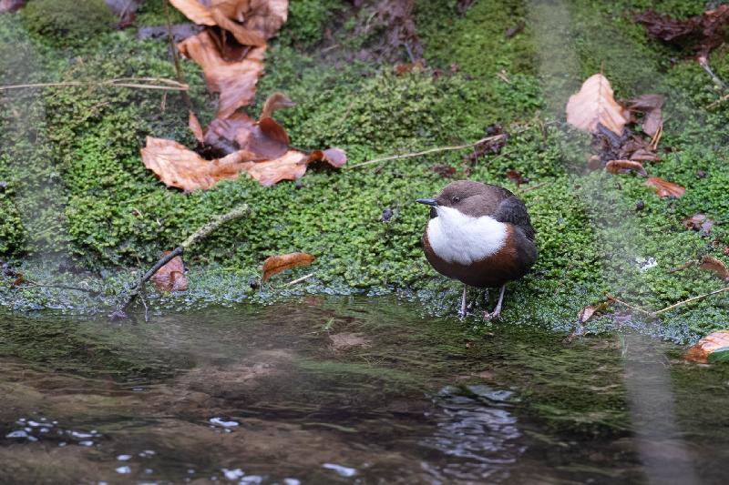 Wasseramsel an der Kirnitzsch