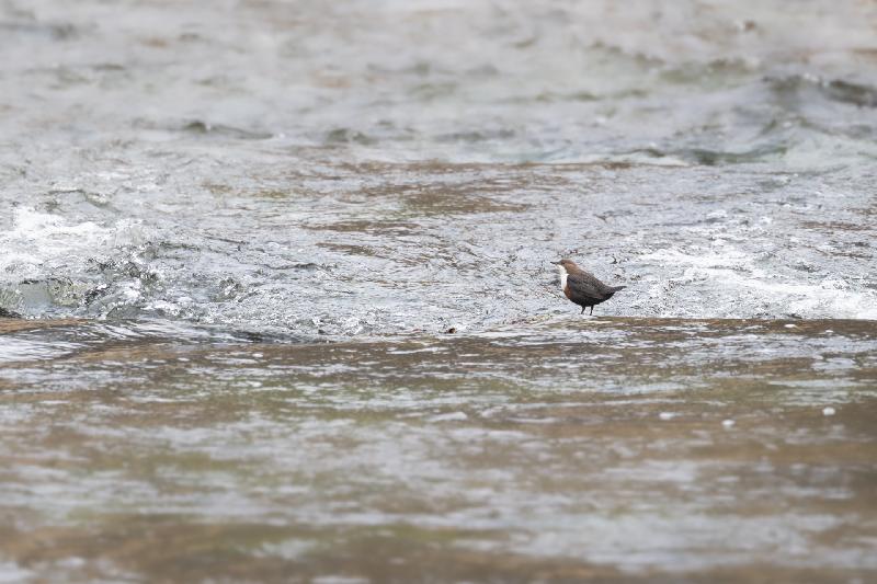 Wasseramsel an der Kirnitzsch