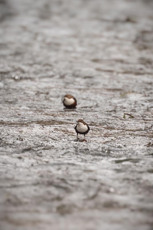 Wasseramsel an der Kirnitzsch