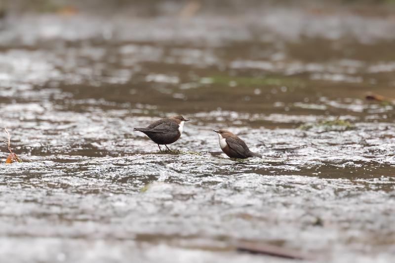 Wasseramsel an der Kirnitzsch