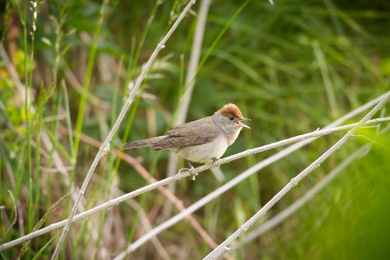 Weibliche Mönchsgrasmücke