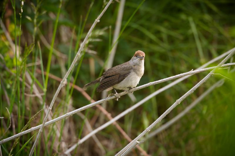 Weibliche Mönchsgrasmücke