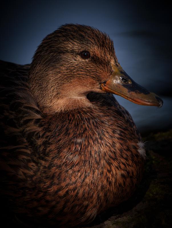 Weibliche Stockente im Sonnenlicht